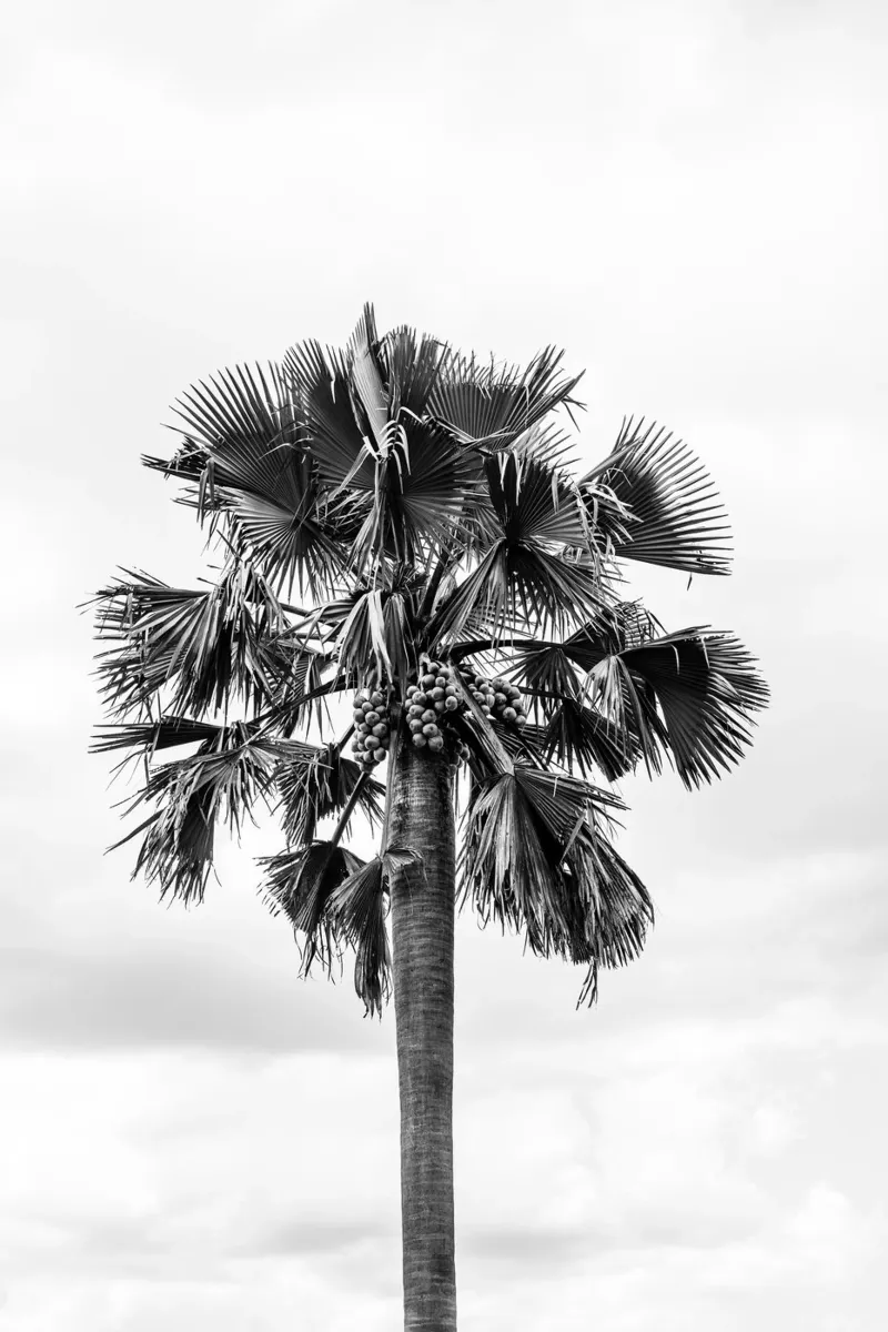 Palm tree in Uganda alluminio dibond da photolovers