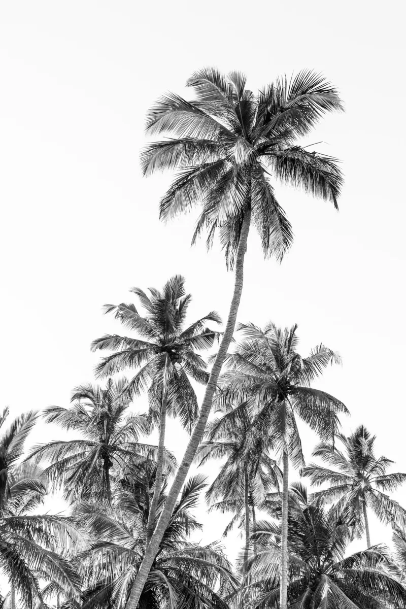 Palm trees on a tropical island pellicola backlit da photolovers