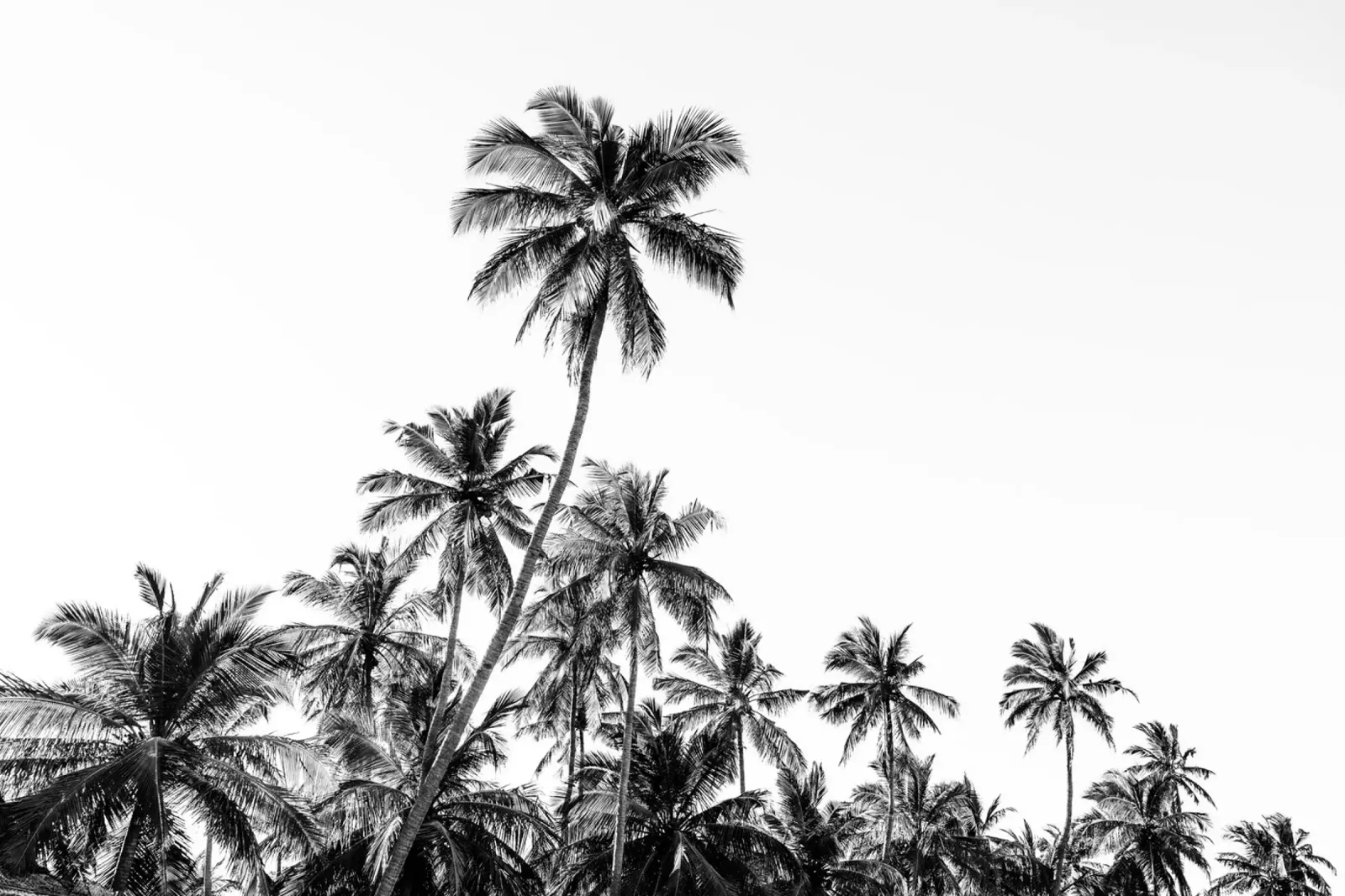 Tropical trees in Sri Lanka alluminio dibond da photolovers