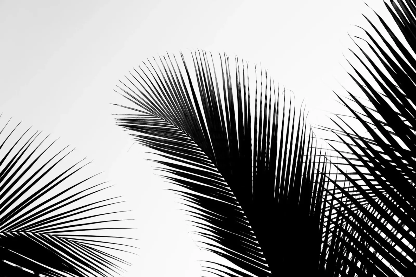 Abstract tropical leaves pellicola backlit da photolovers