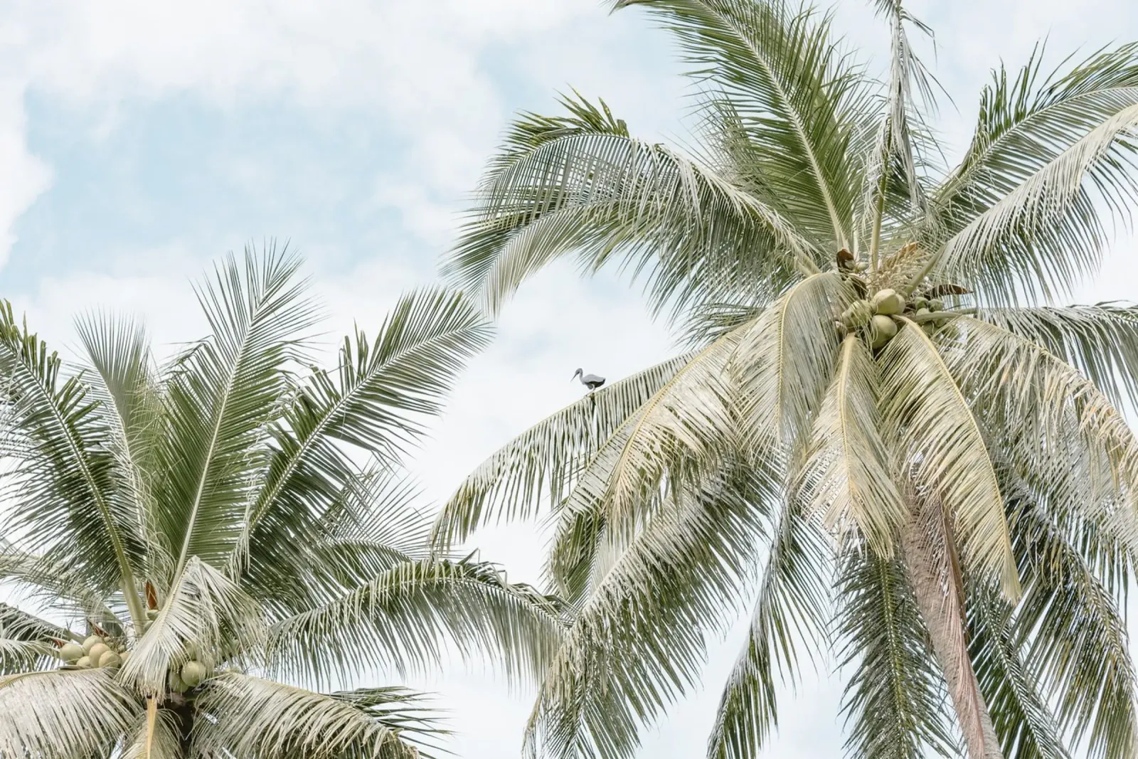Palm trees on the beach in Indonesia pellicola backlit da photolovers