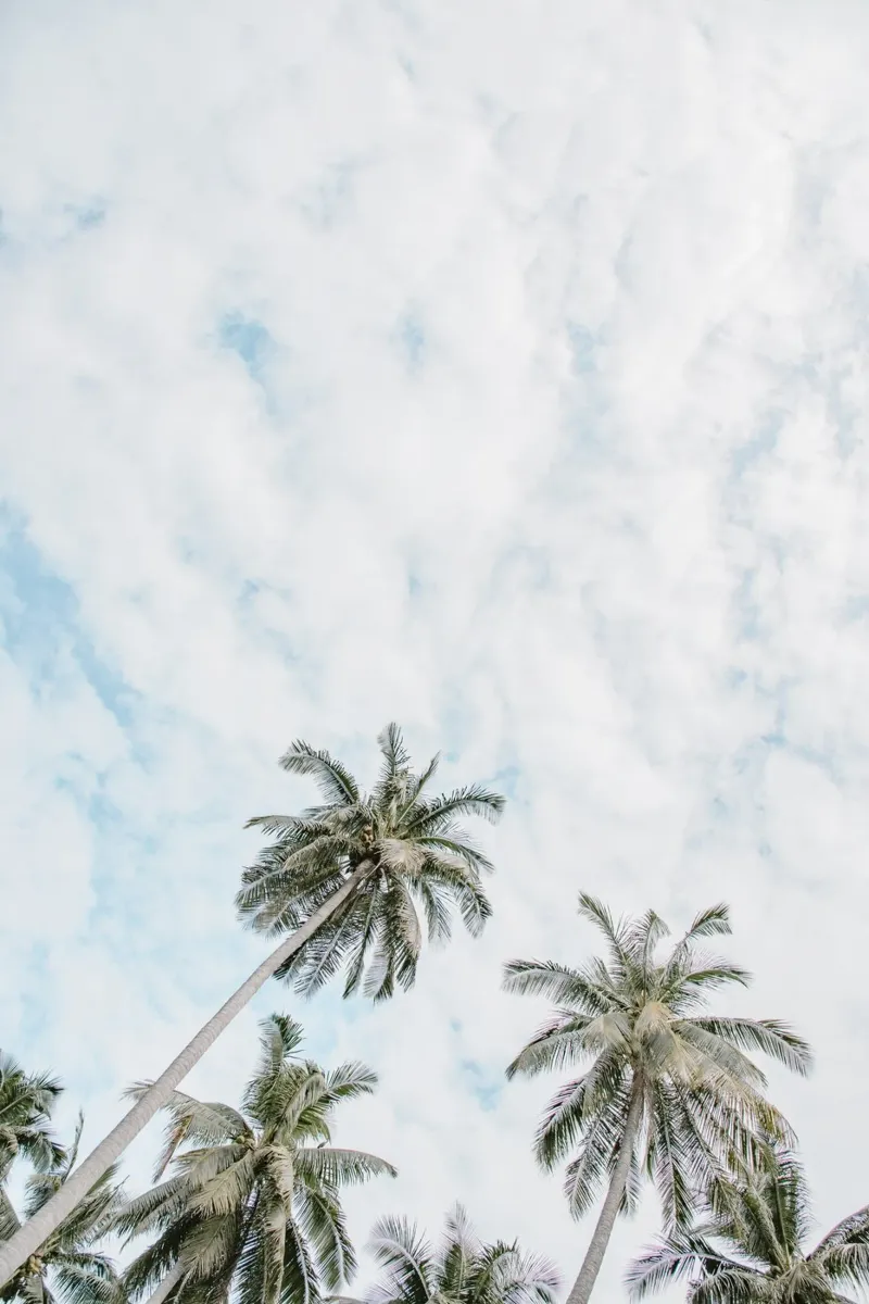 Tropical view from the beach pellicola backlit da photolovers