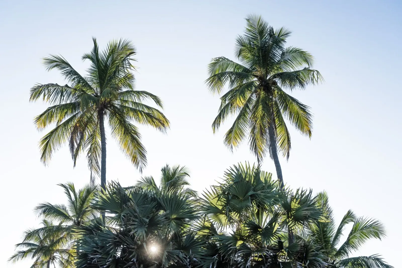 Sunset in the tropics pellicola backlit da photolovers