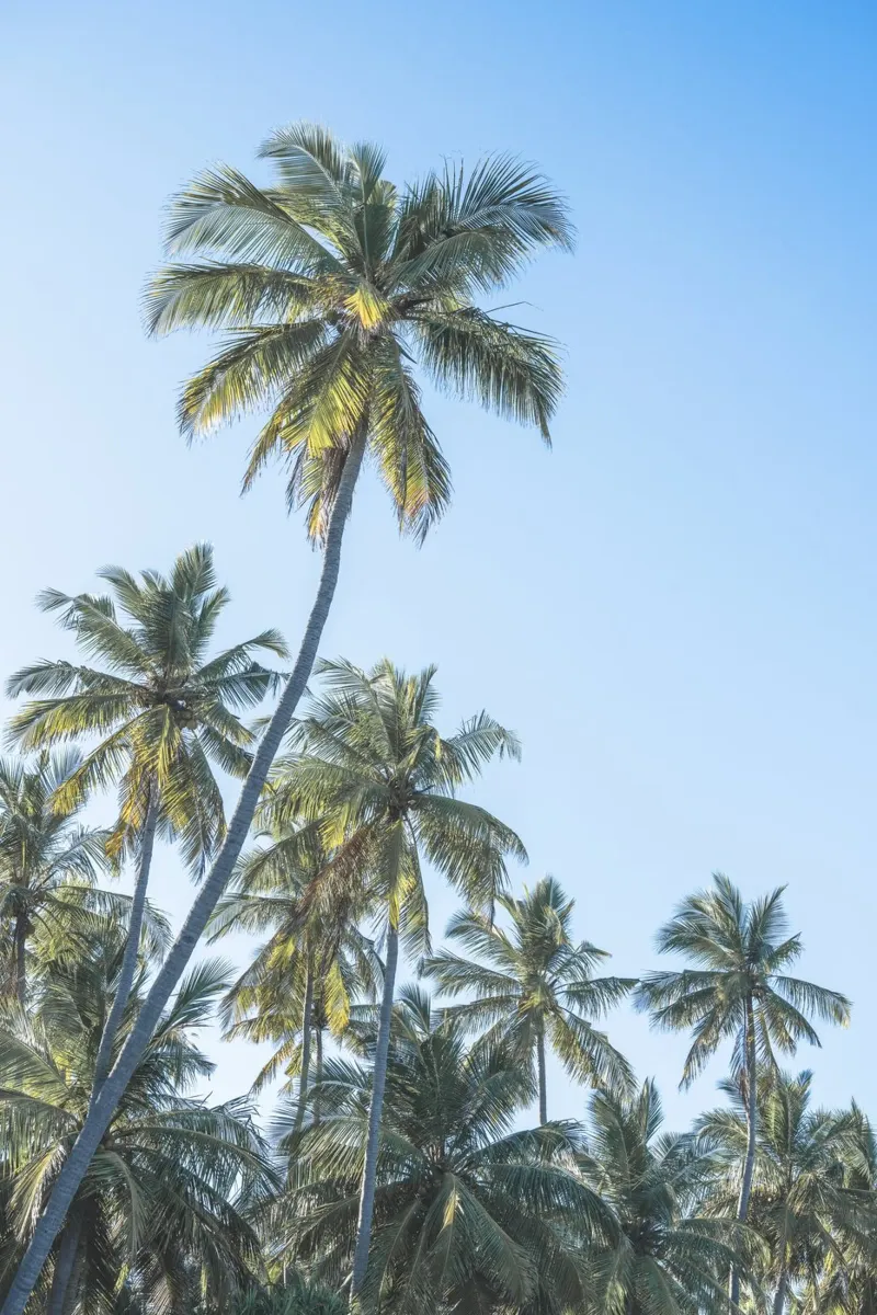 Holiday in the tropics carta hahnemühle da photolovers