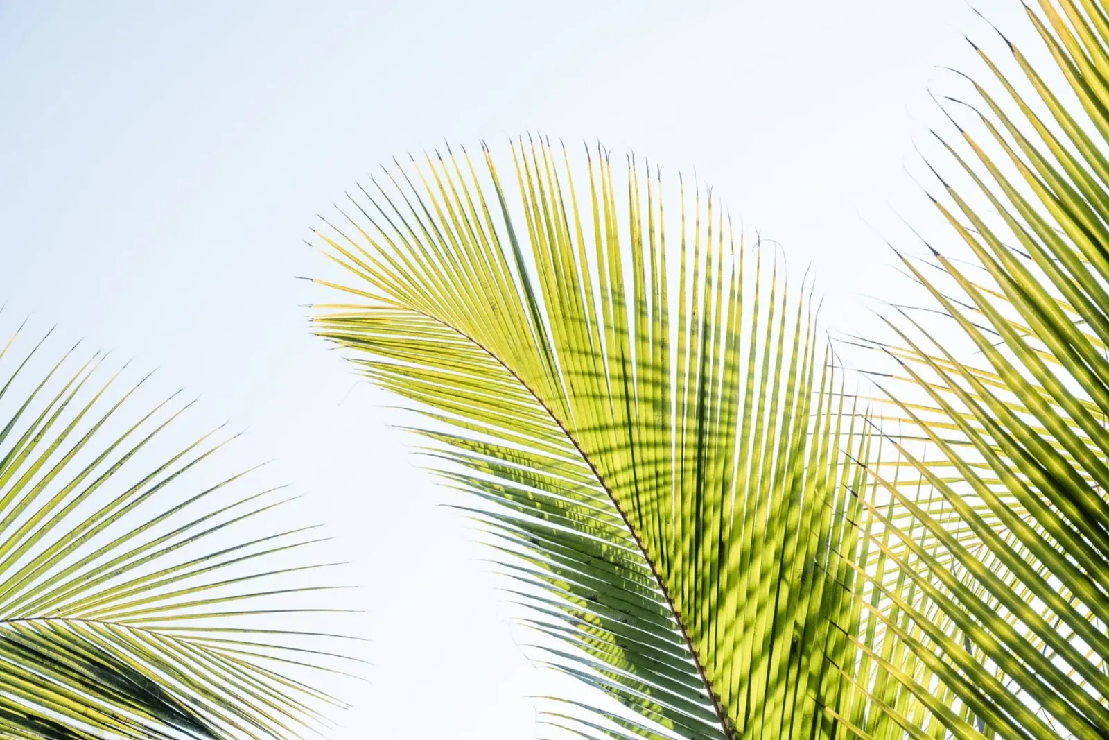 Green leaves from a palm pellicola backlit da photolovers