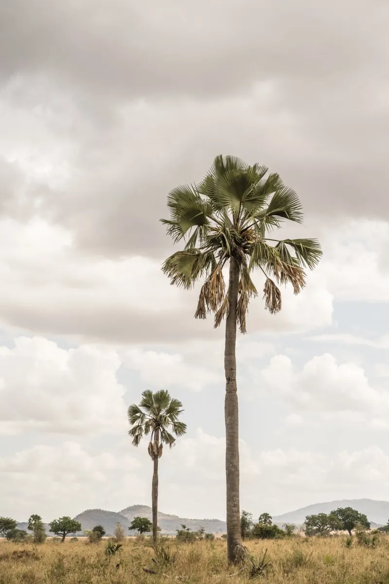 Palm trees in a park in Uganda Hahnemühle von photolovers