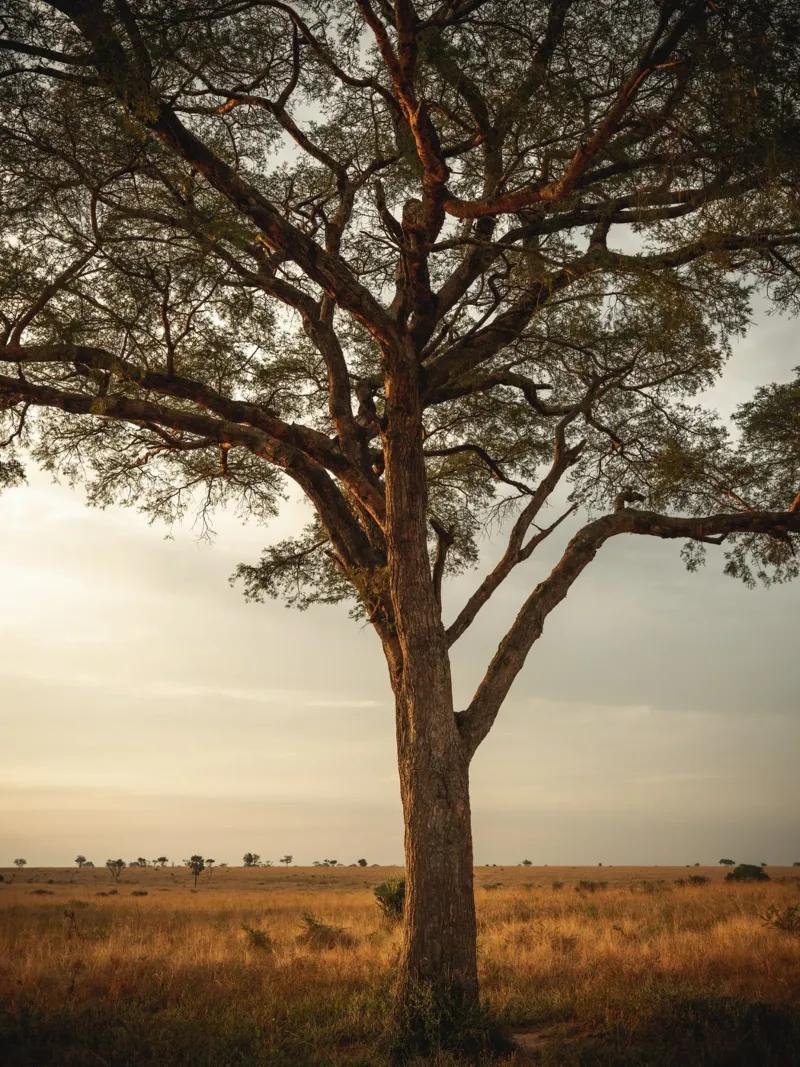 African sunset acrylic glass by photolovers