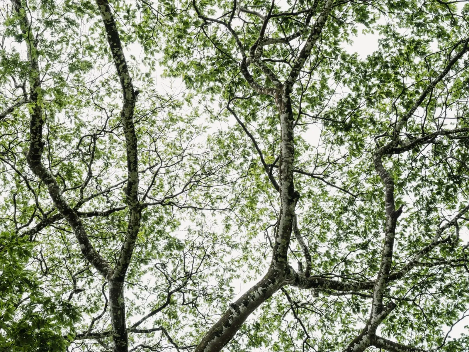 Budongo forest alluminio dibond da photolovers