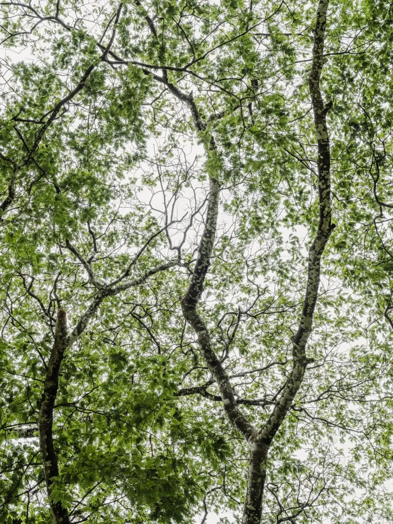 Tree in a forest pellicola backlit da photolovers