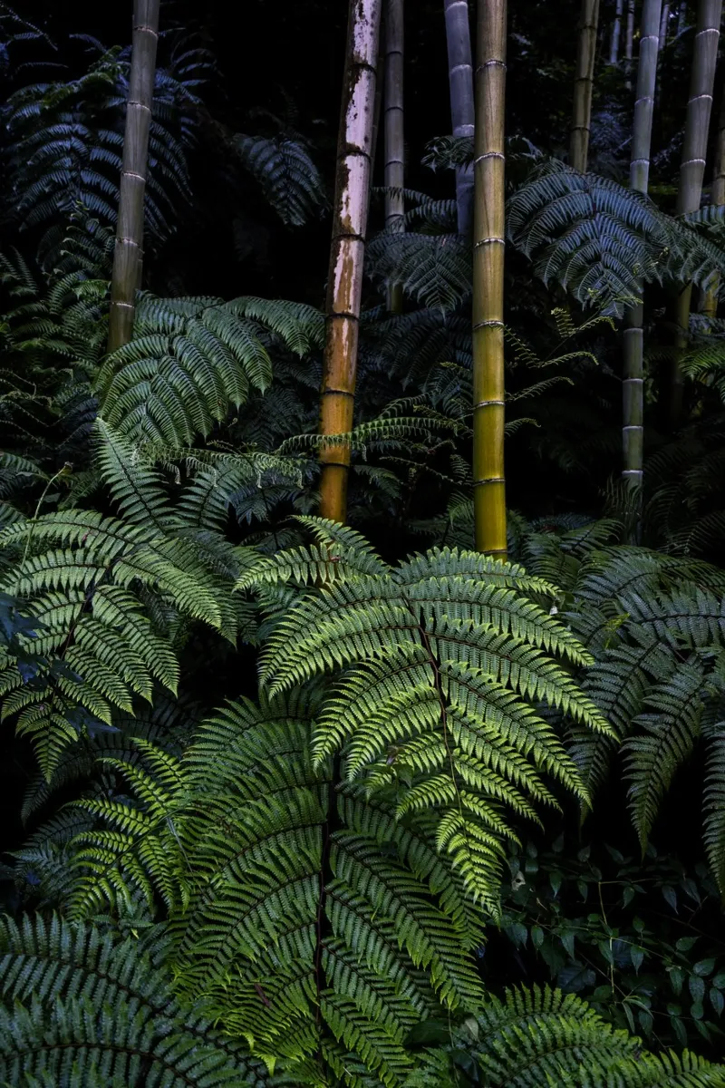 Bamboo forest pellicola backlit da photolovers