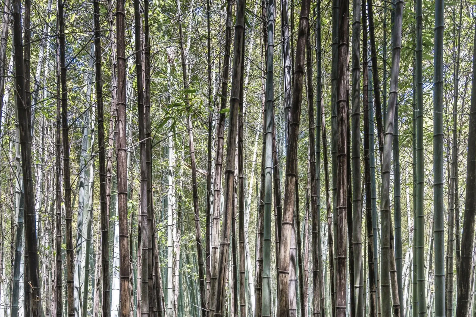 Shunan bamboo forest in China pellicola backlit da photolovers