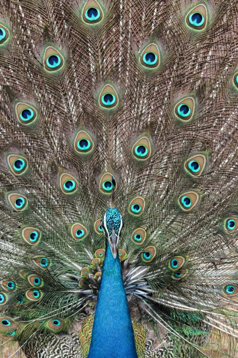 Peacock pellicola backlit da photolovers