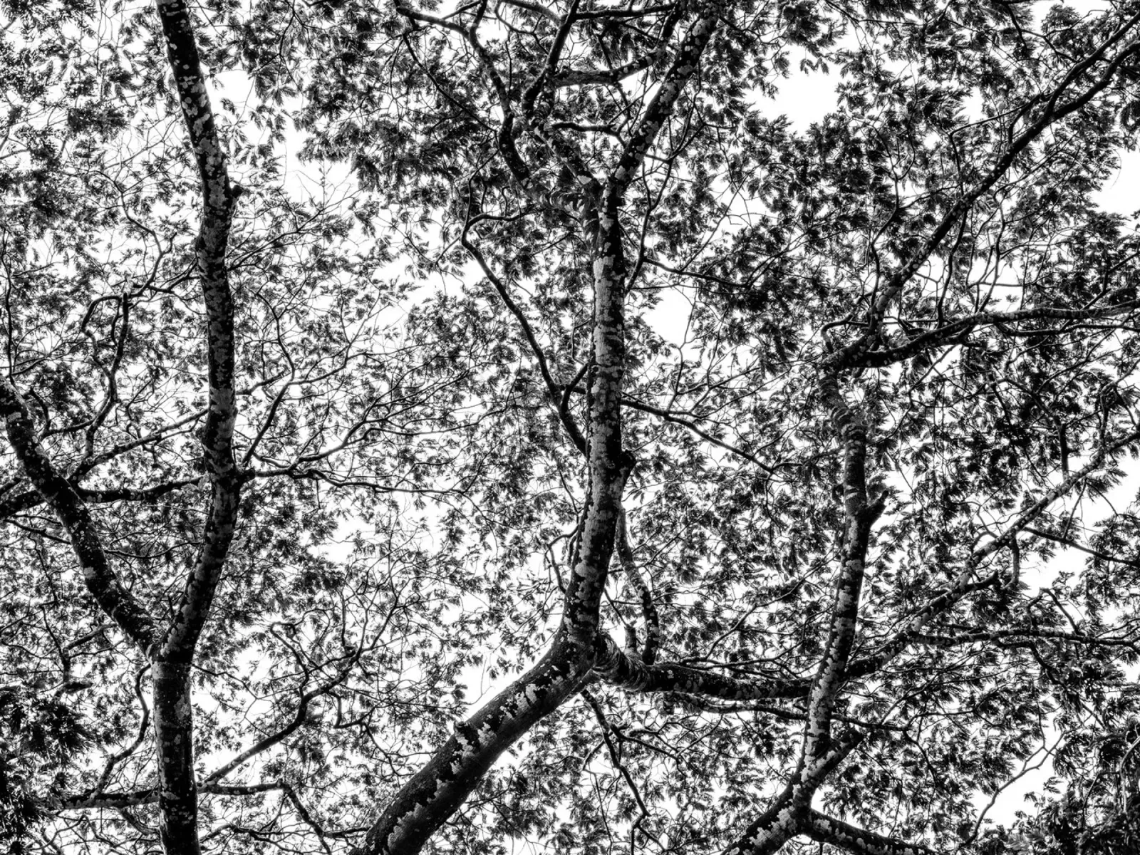 African tree pannello forex da photolovers