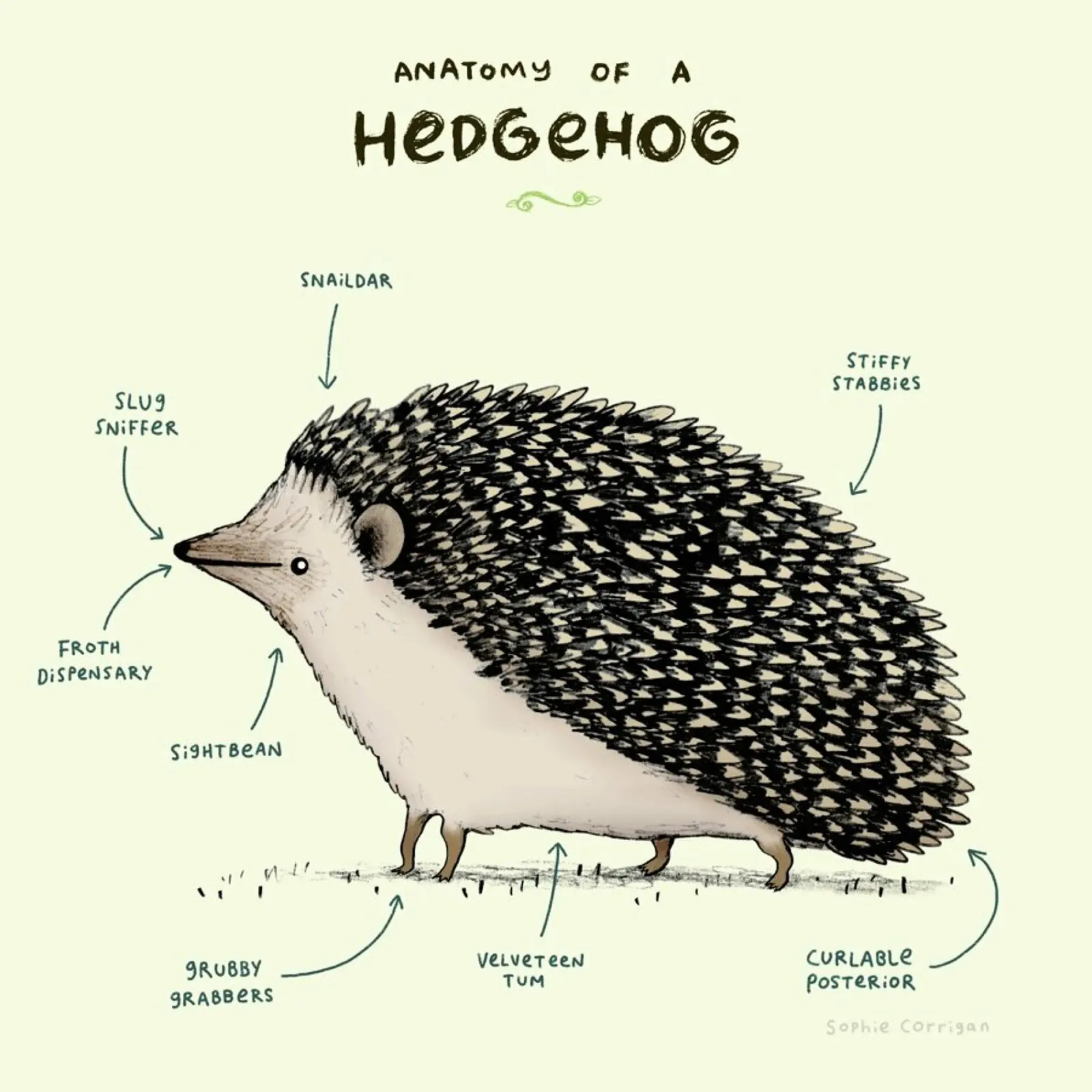 Anatomy Of A Hedgehog pellicola backlit da Sophie Corrigan