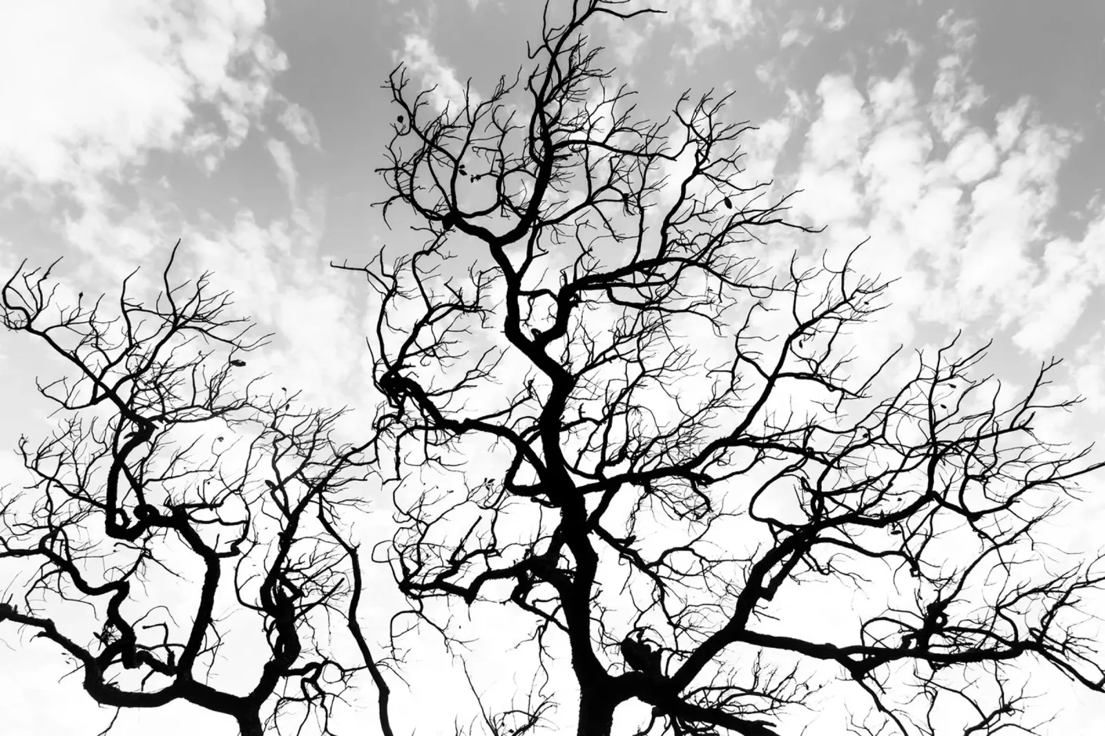Black and white African tree pellicola backlit da photolovers