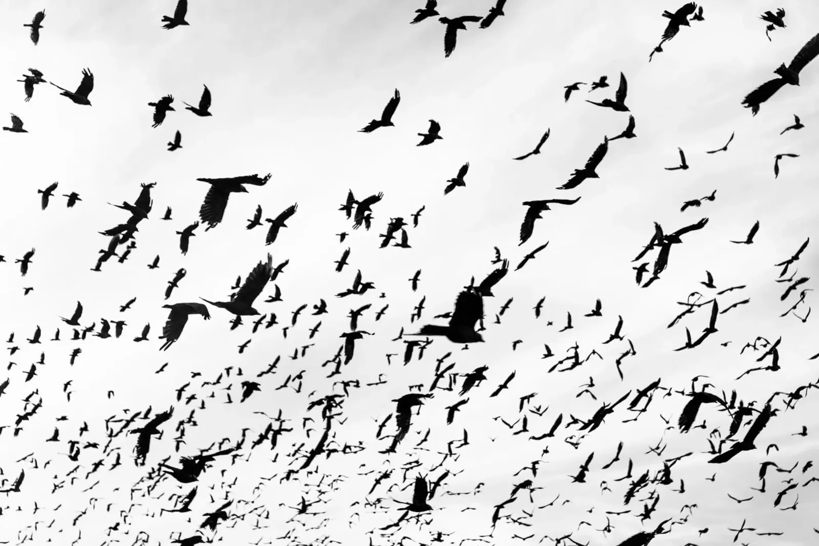Birds in the Sky carta hahnemühle da photolovers