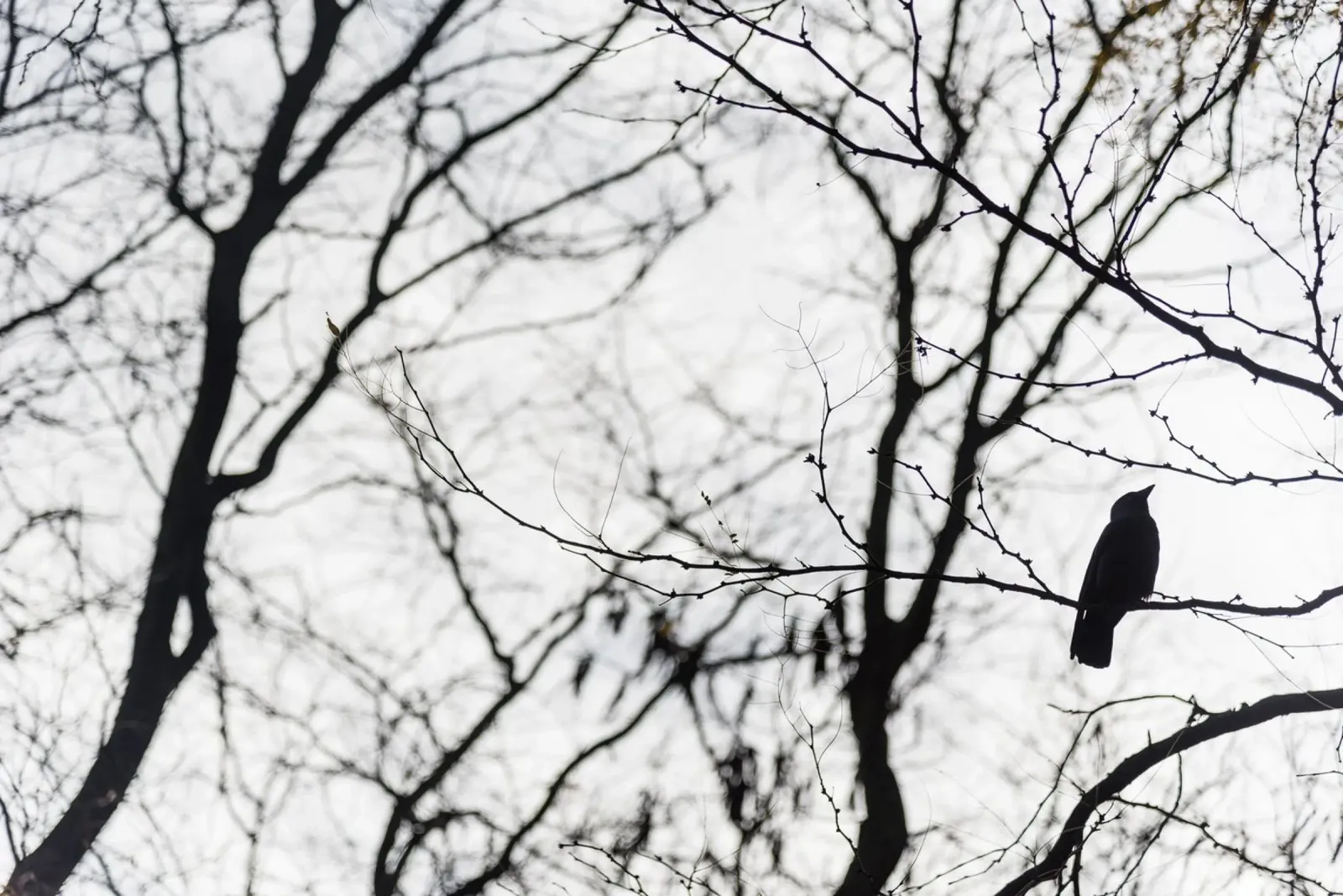 Bird in a tree poster da photolovers