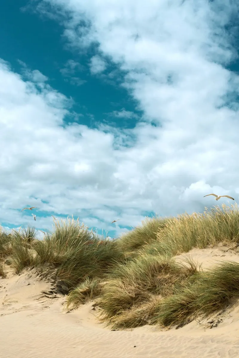 wildlife coast canvas by life of sands