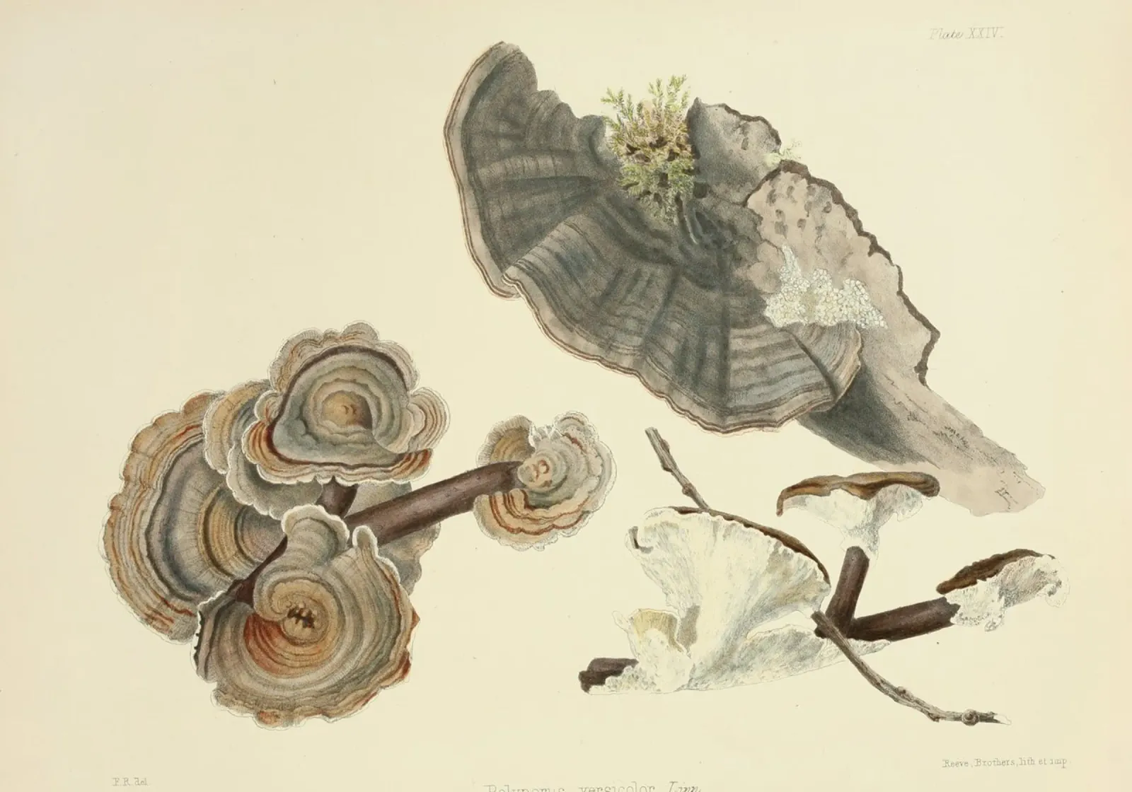 Stampa botanica d'epoca del fungo coda di tacchino - Arte dei funghi poster con telaio in plastica da ClubArt