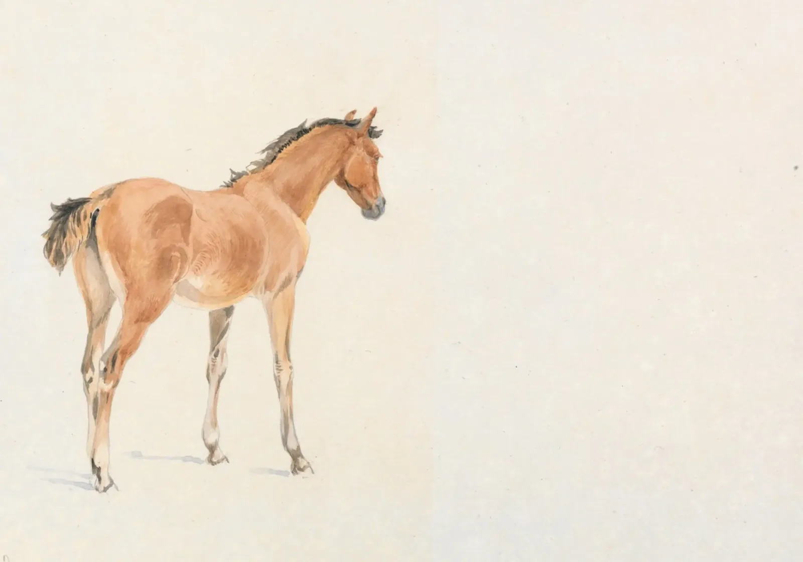 Acquerello di puledro d'epoca - Studio di animali equestri poster con telaio in legno da ClubArt