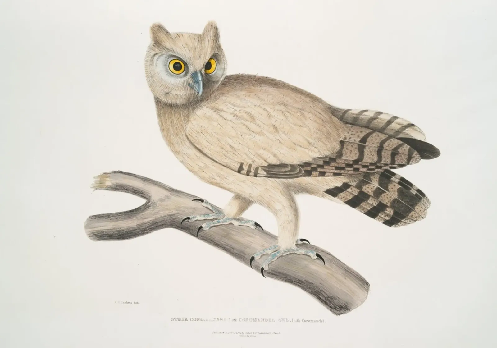 Illustrazione vintage di gufo dagli occhiali - Arte degli uccelli in stile Audubon poster con telaio in plastica da ClubArt