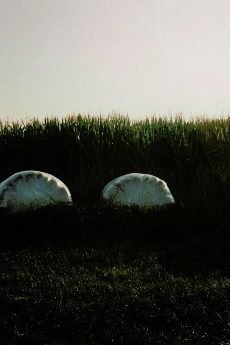 Analog Series Fields At Sundown poster da Sebastian Hilgetag