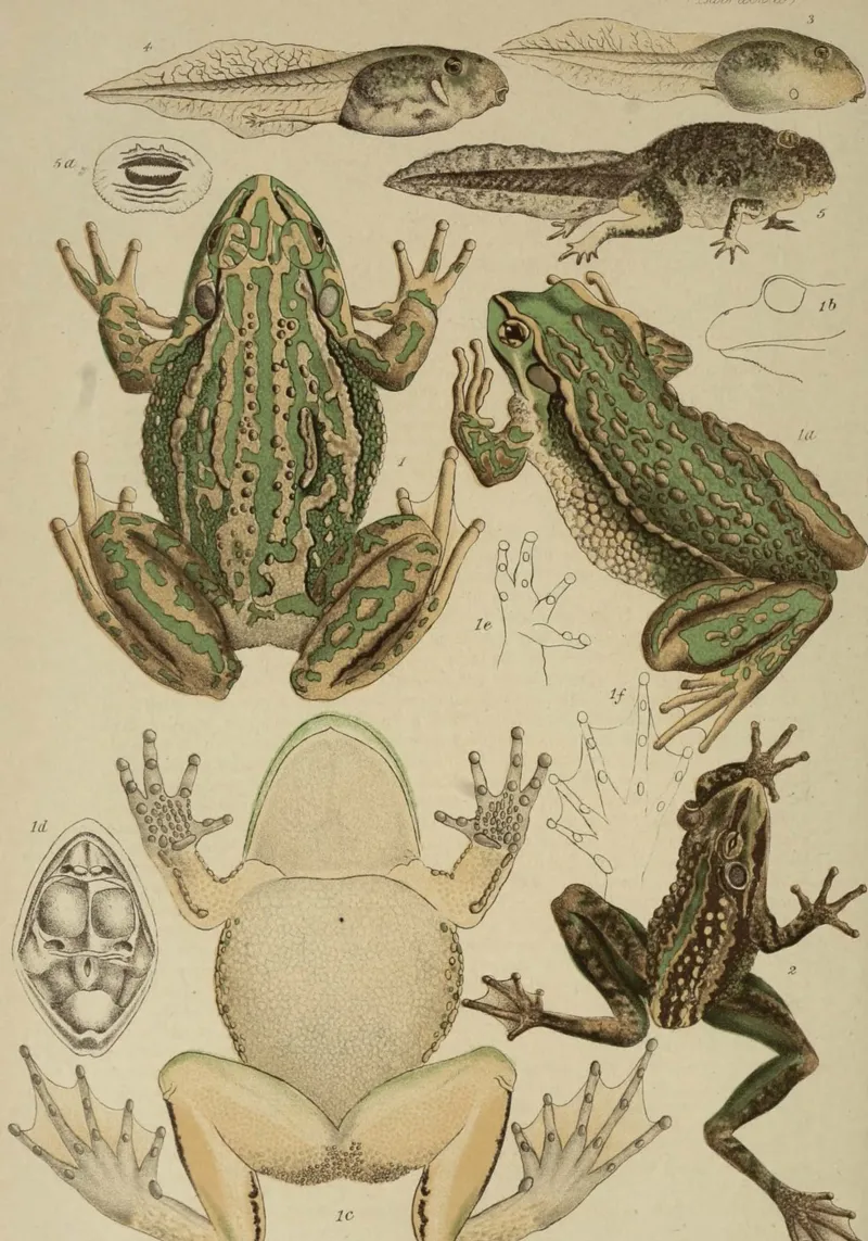 Stampa scientifica d'epoca su rane e girini - Ciclo di vita degli anfibi carta hahnemühle da ClubArt