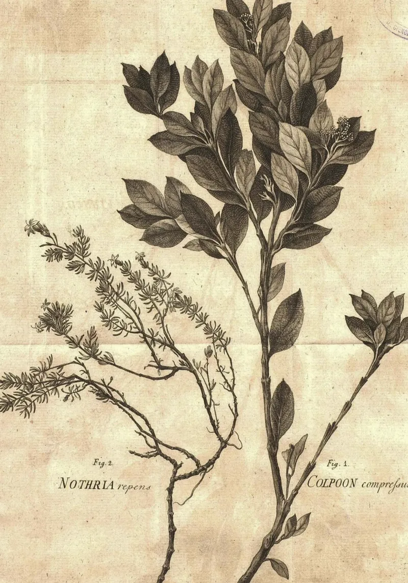Incisione botanica d'epoca di Colpoon & Nothria - Arte della natura poster con telaio in legno da ClubArt