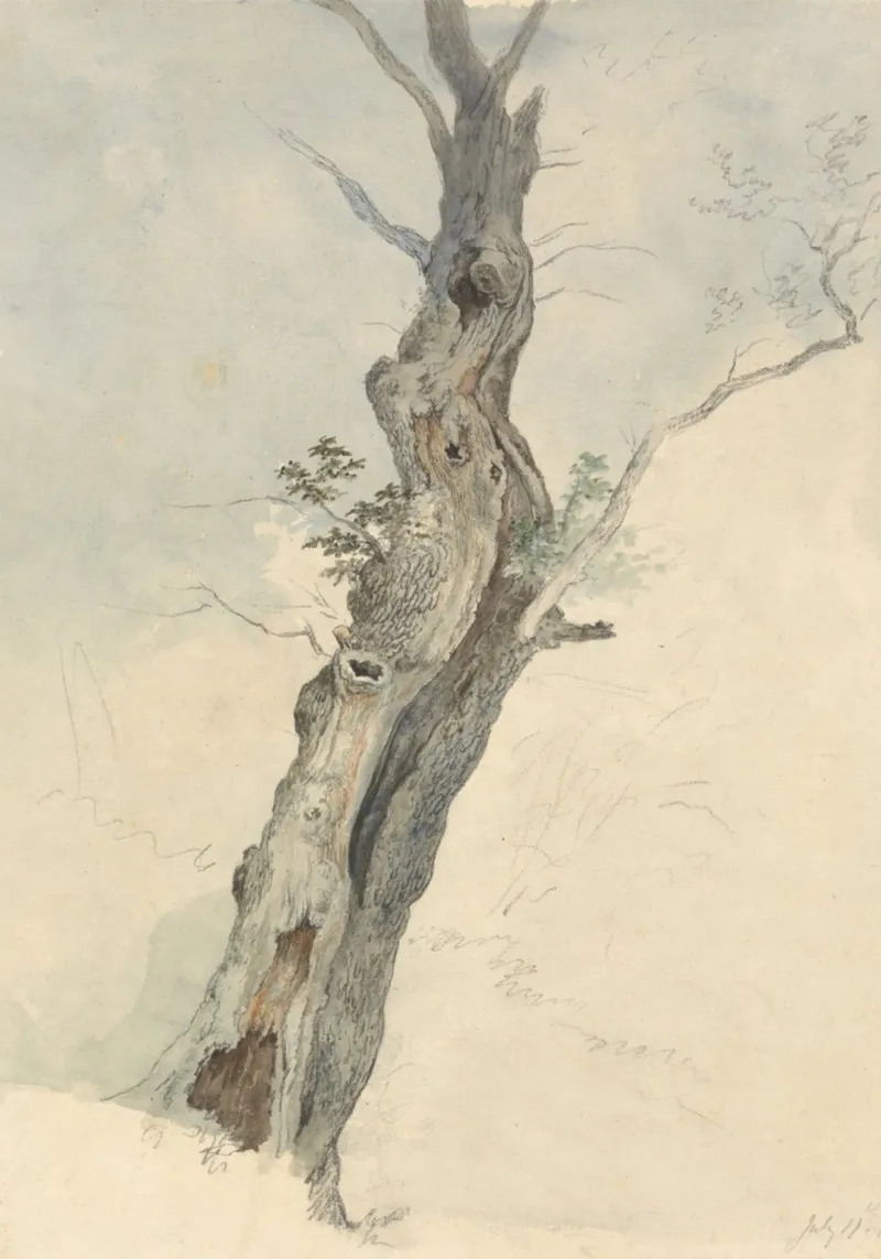 Vintage Weathered Tree Study - Rustic Nature Art hahnemühle by ClubArt