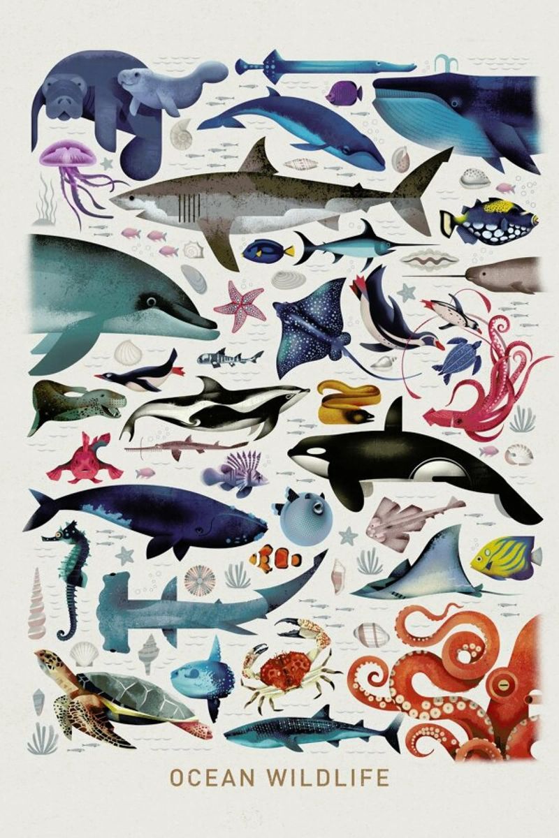 Ocean Wildlife poster de Dieter Braun
