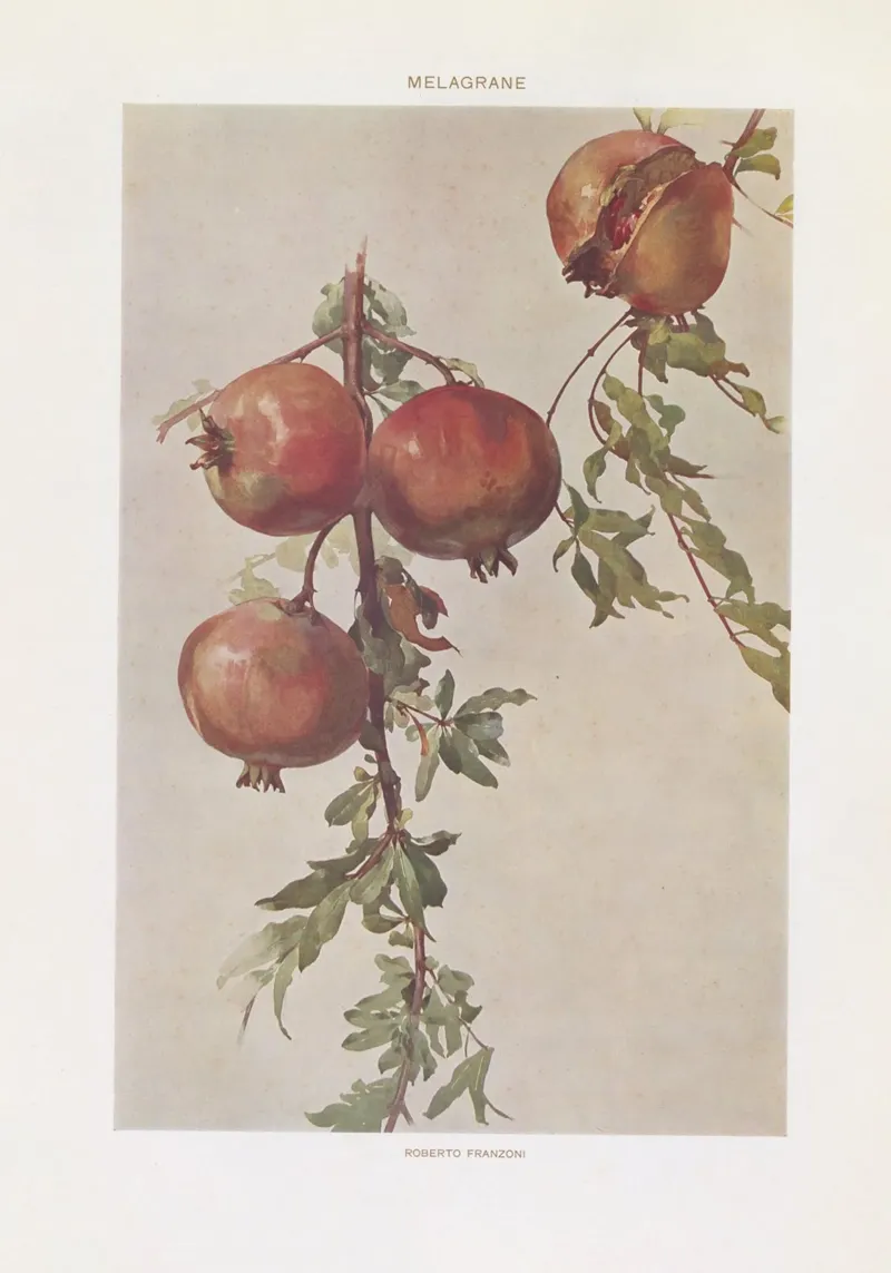 Roberto Franzoni - Vintage Pomegranate Botanical Print pellicola backlit da ClubArt