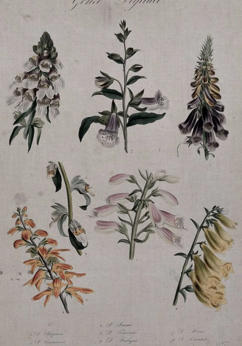Botanische print van vingerhoedskruid - Digitalis Bloemsierkunst canvas van ClubArt