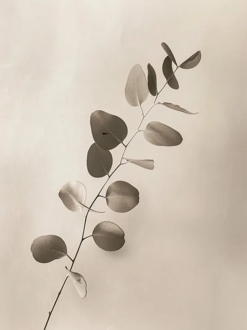 Eucalyptus Elegance – Minimal Botanical Art Print plexiglass da lieblu
