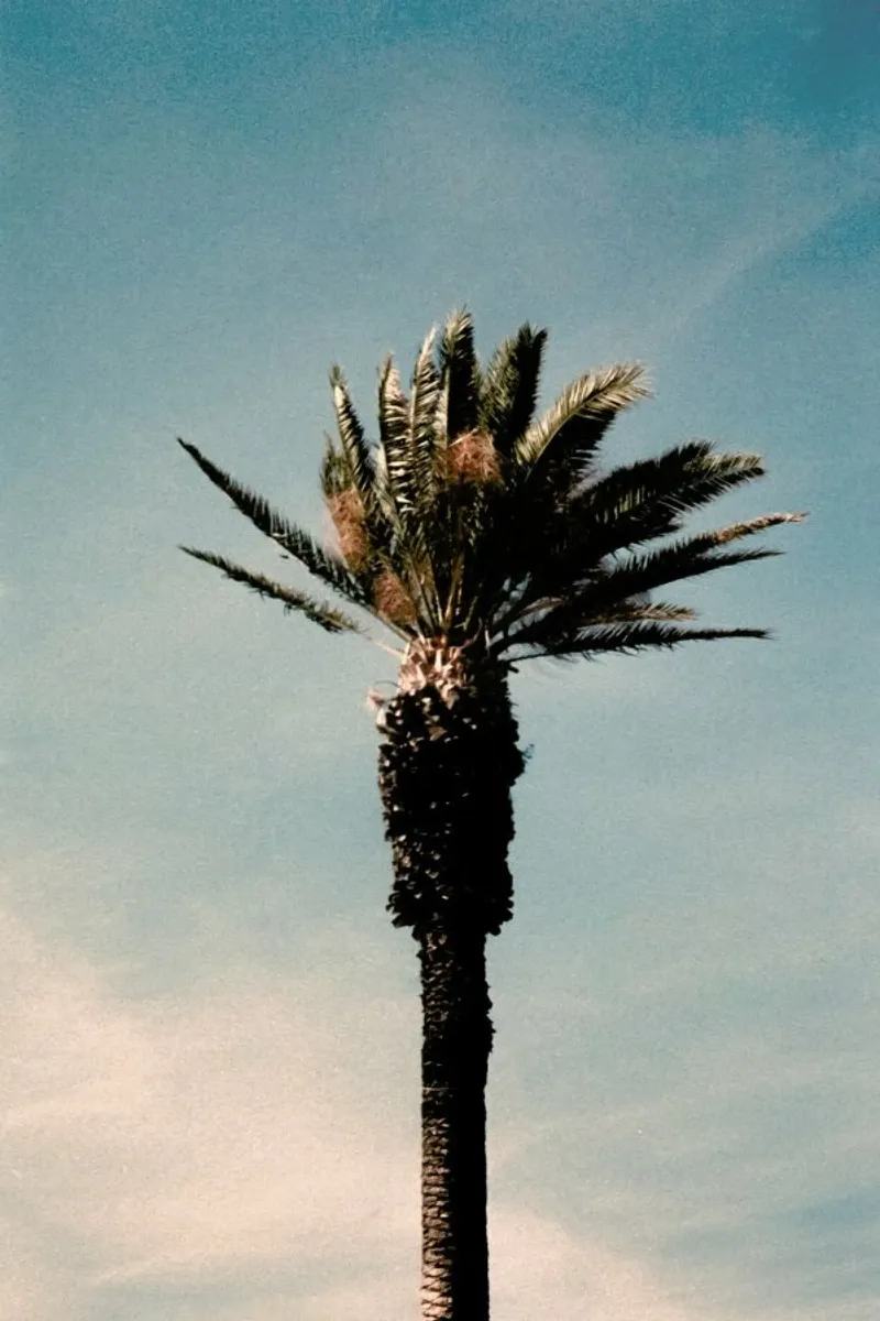 Analog Series Palm pellicola backlit da Sebastian Hilgetag