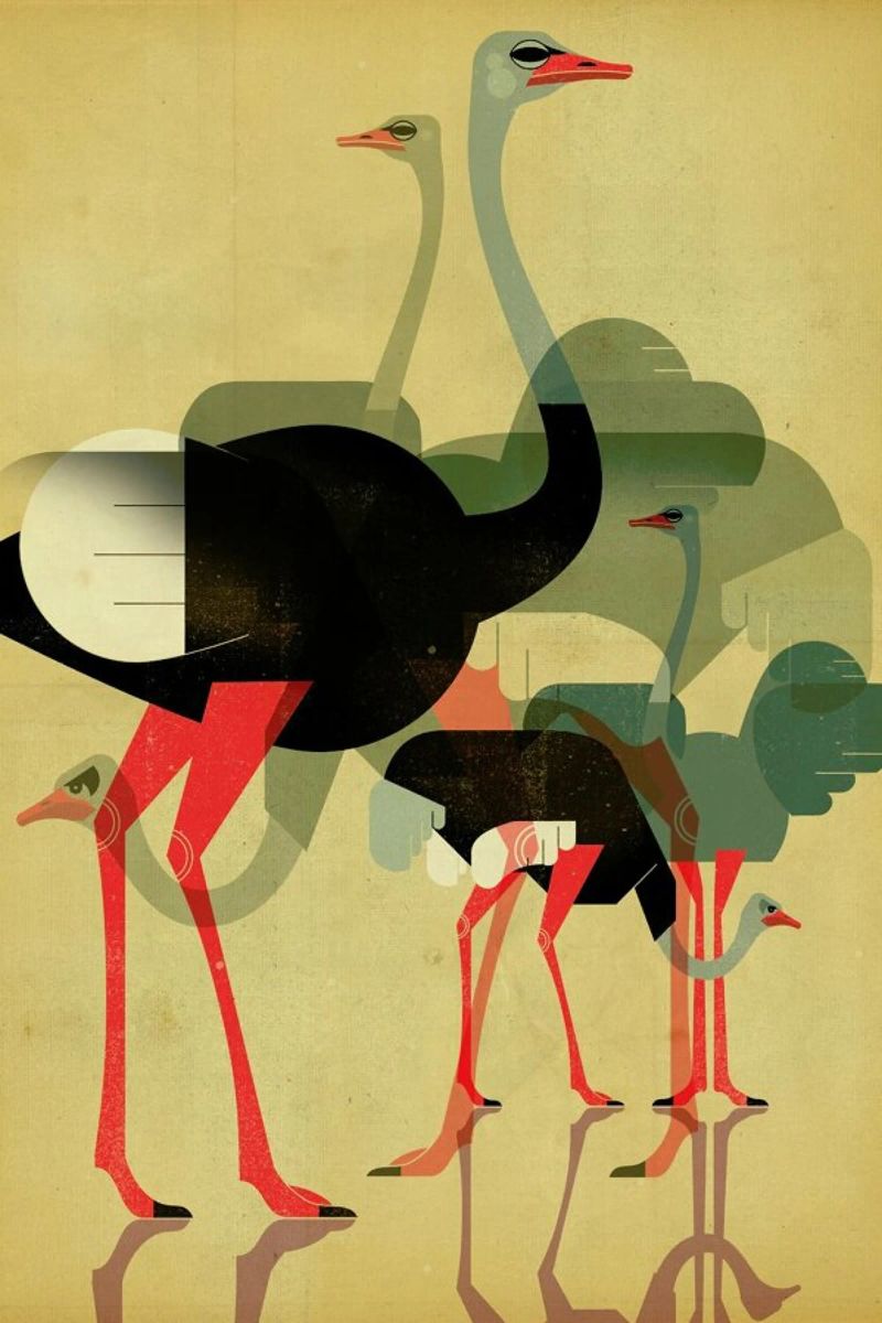 Ostriches Poster von Dieter Braun