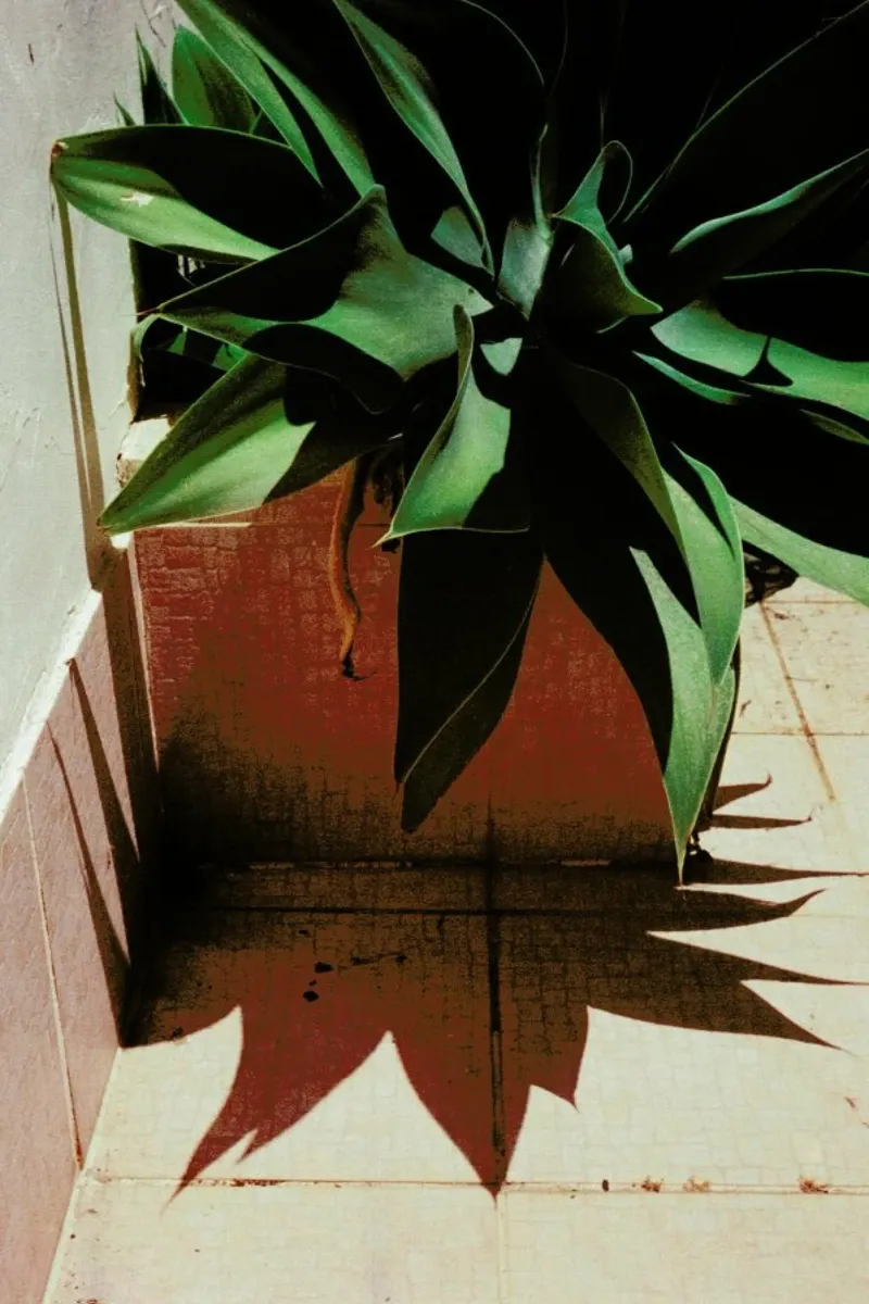 Analog Series Plant By The Pool carta hahnemühle da Sebastian Hilgetag