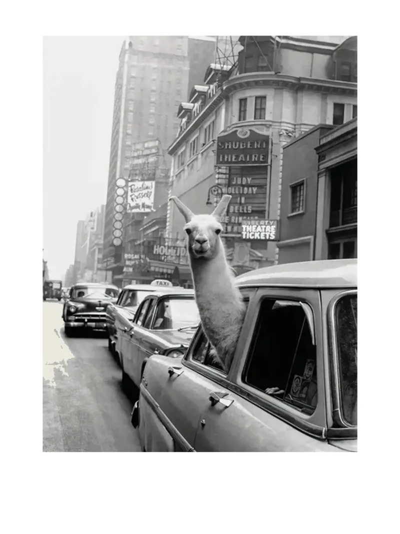 Lama in taxi pellicola backlit da Black And White