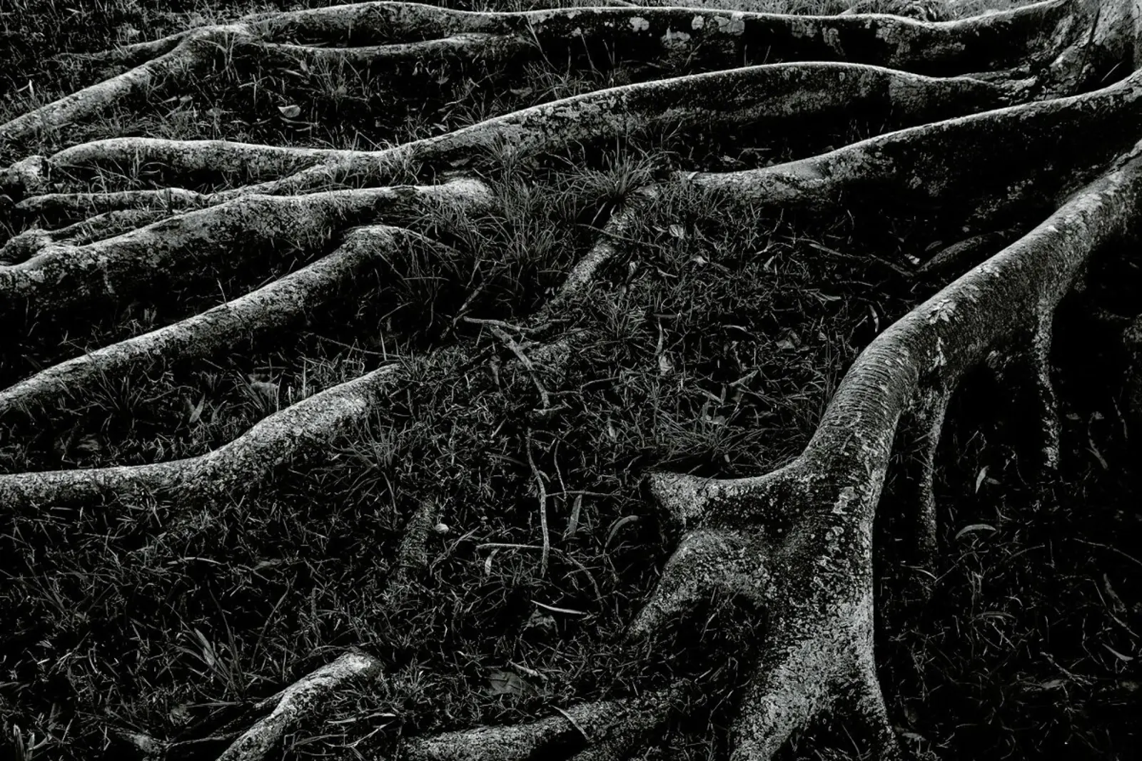 Roots I pellicola backlit da Tal Paz-Fridman