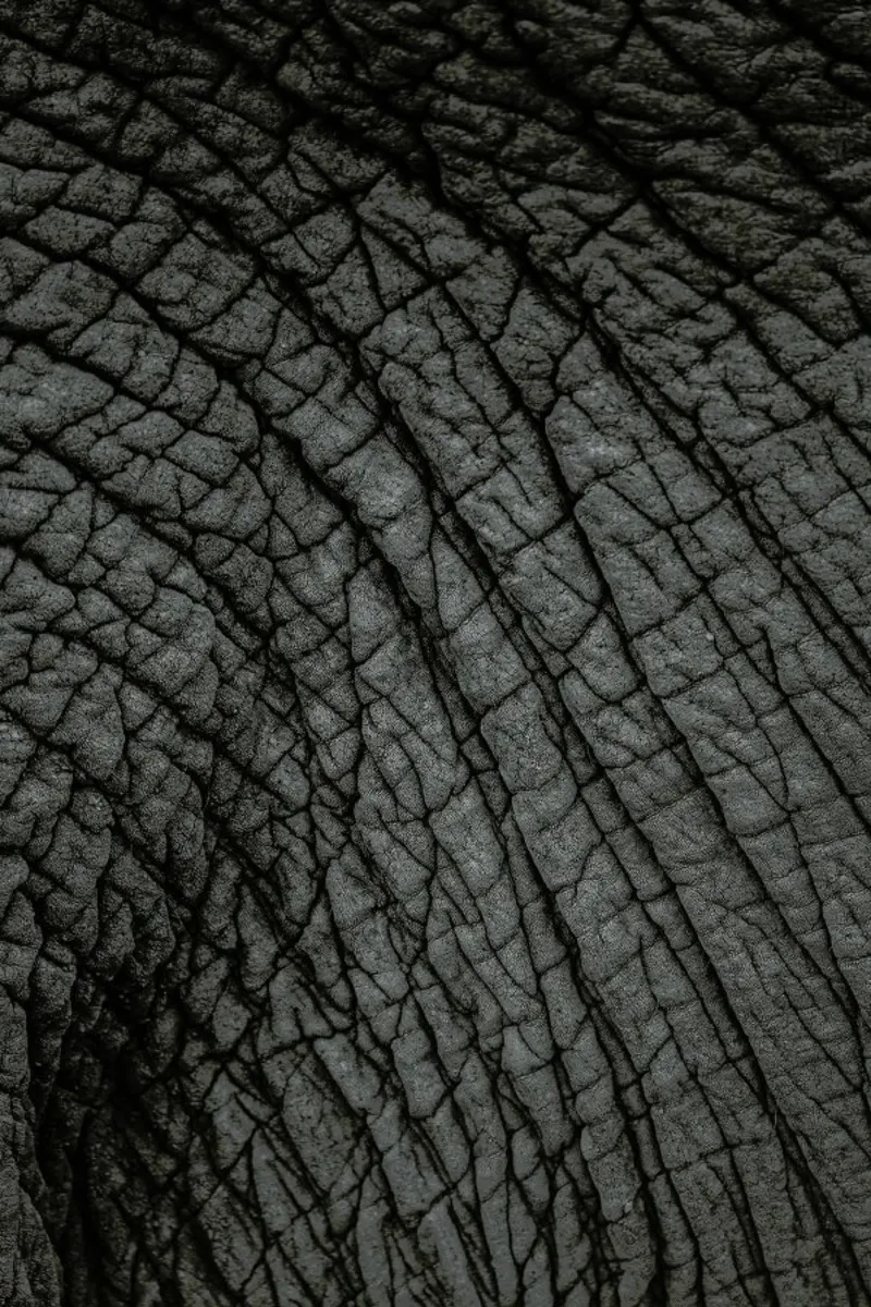 Olifant 03 pellicola backlit da Shot By Clint