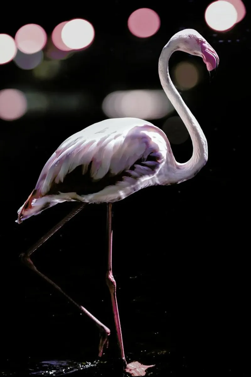 Dancing Flamingo pellicola backlit da Shot By Clint
