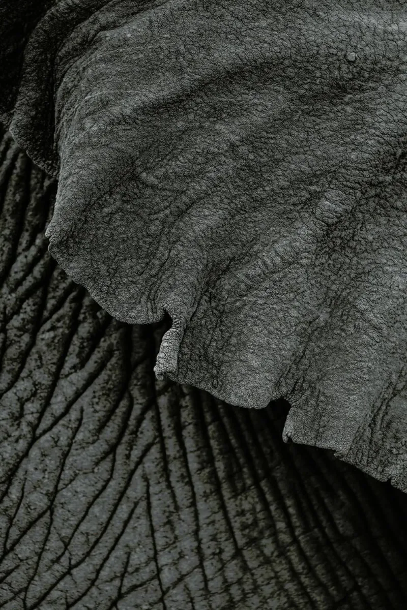Olifant 02 pellicola backlit da Shot By Clint