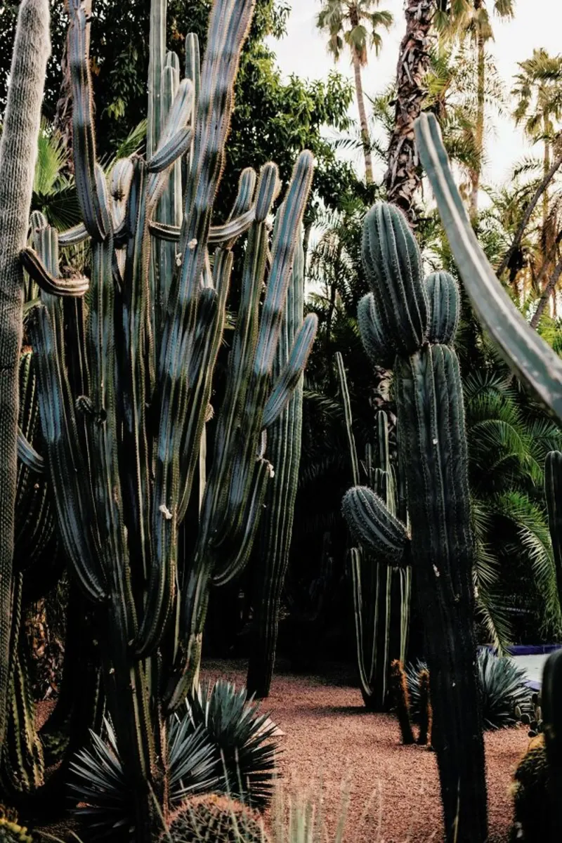 Cactus Friends Alu-Dibond von EyeEm Mobile GmbH