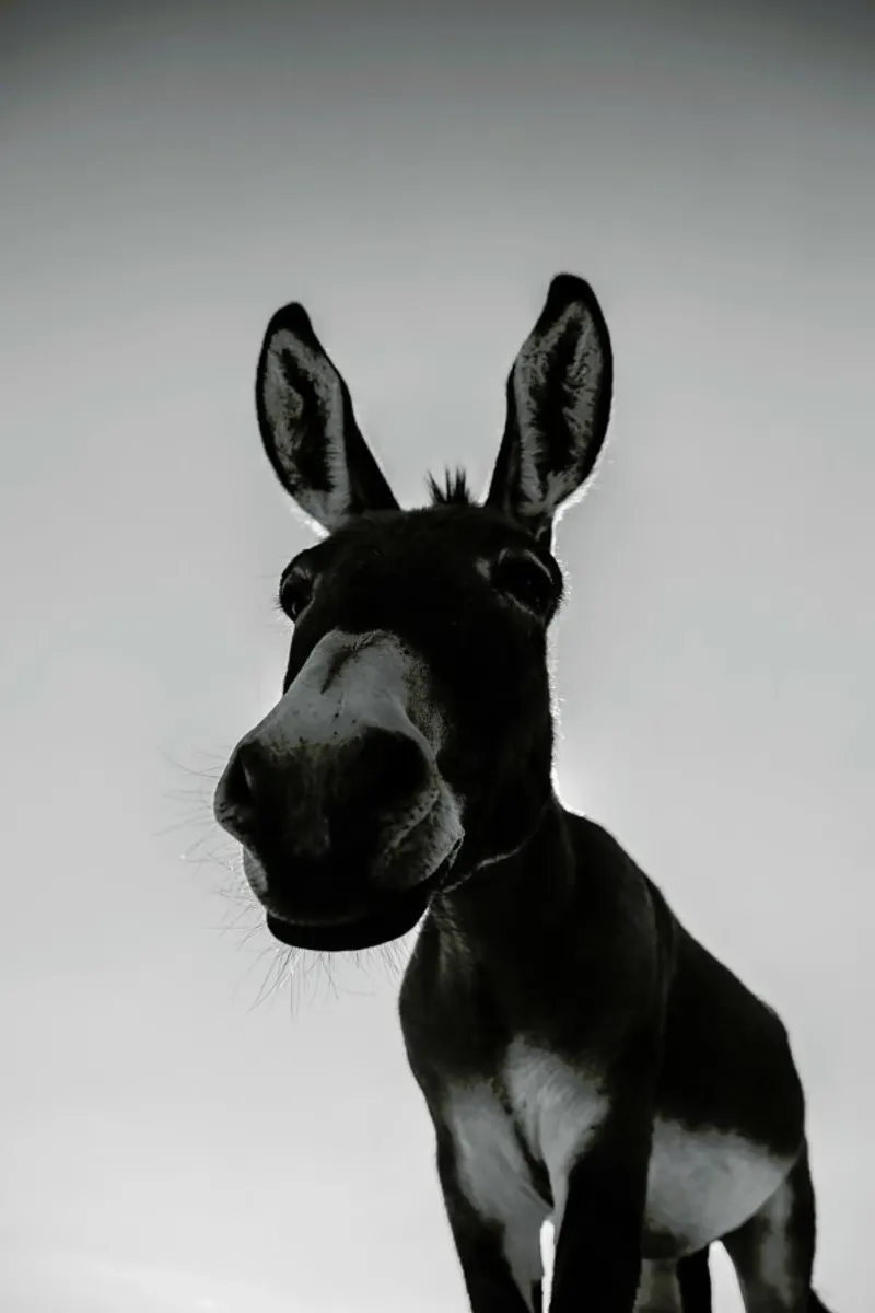 Donks pellicola backlit da Shot By Clint