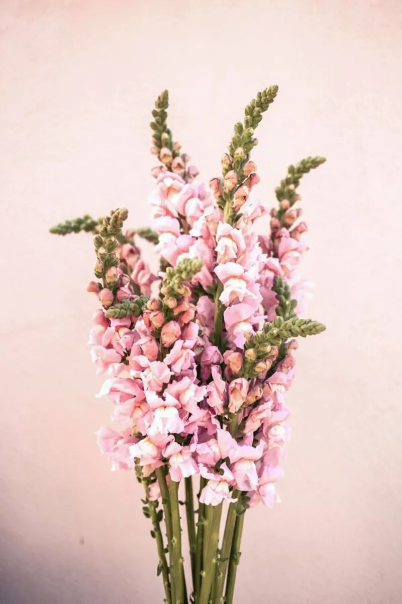 Snapdragons poster con telaio in alluminio da EyeEm Mobile GmbH