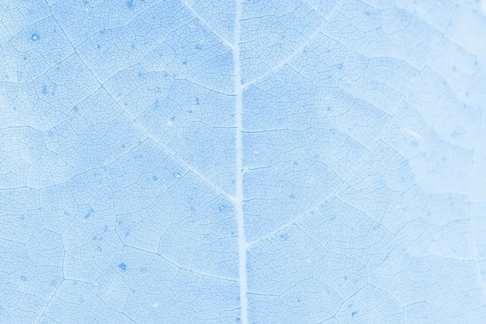 Aqua Leaf Veins Macro - Serene Nature Abstract Print hahnemühle de NorwesClub