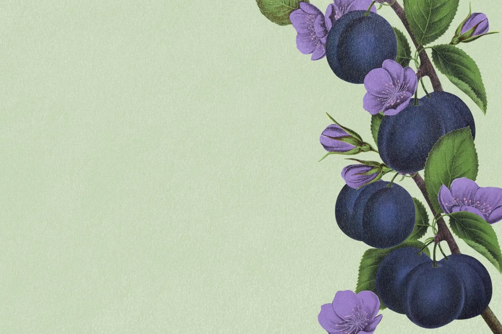 Ramo di prugne e fiori d'epoca - Arte botanica da parete per la cucina poster con telaio in legno da NorwesClub