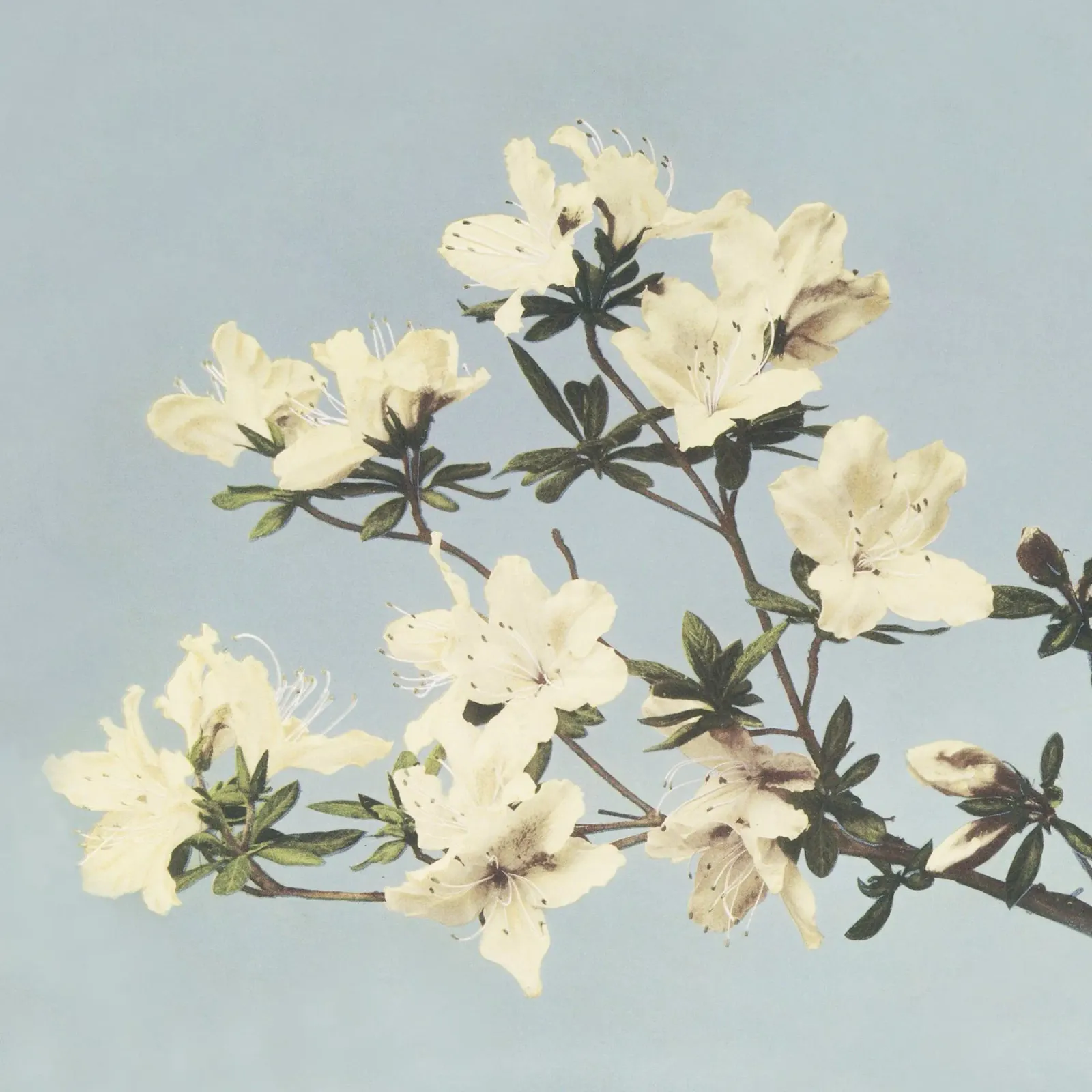 Vintage Azalea Bloesemtak - Botanische Blauwe Kunstdruk canvas met Baklijst van NorwesClub