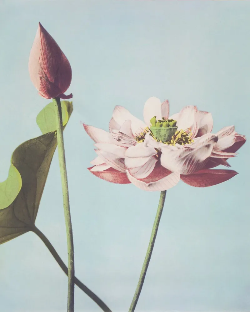 Serene Roze Lotus Bloei - Zen Botanische Kunstdruk canvas met Baklijst van NorwesClub