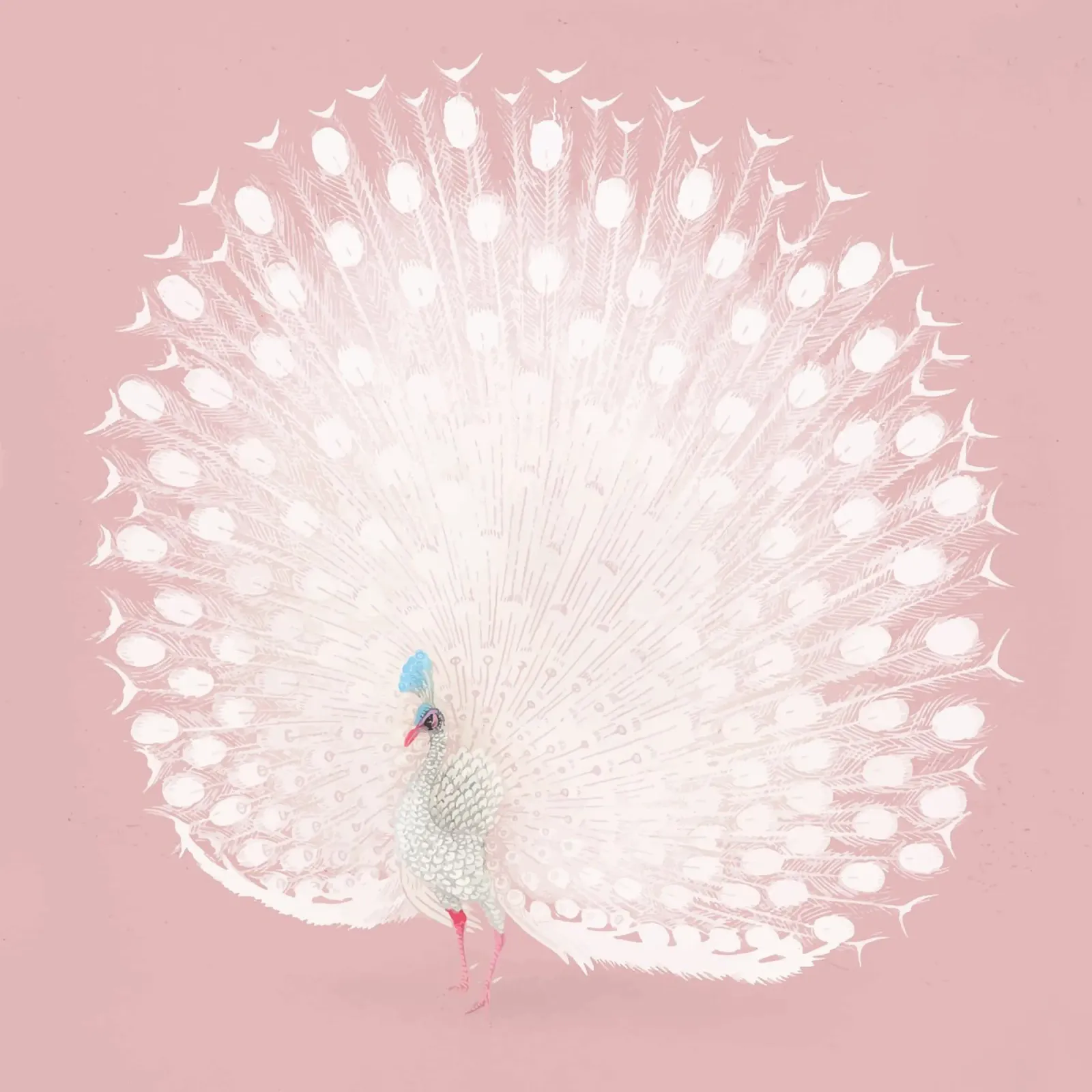 Weißer Pfau Display - Ätherische Pastellrosa Kunstdruck Hahnemühle von NorwesClub