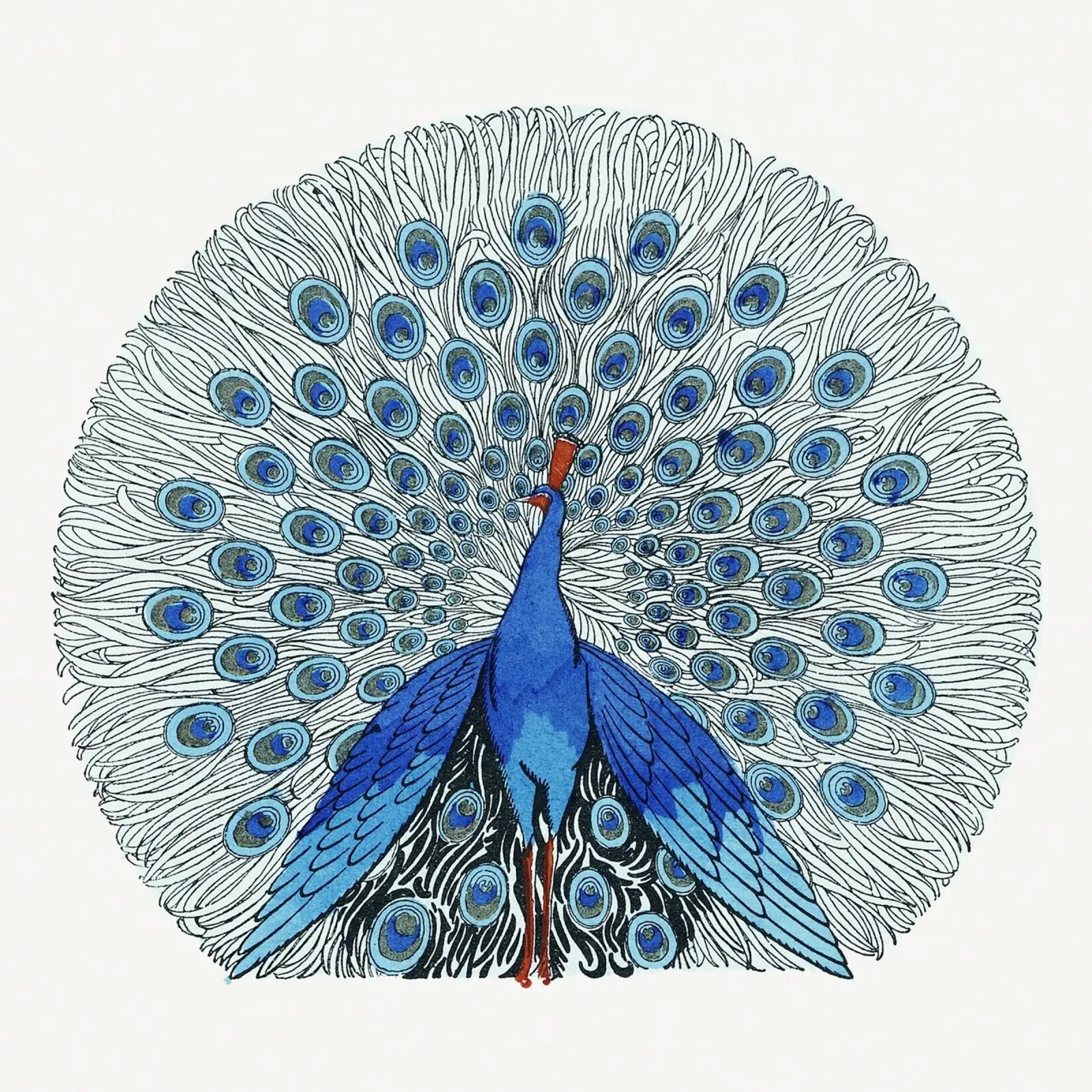 Blue Peacock Display - Elegant Art Nouveau Avian Art hahnemühle by NorwesClub